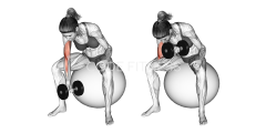 Dumbbell One Arm Concetration Curl (on stability ball)
