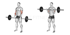 Barbell Reverse Curl