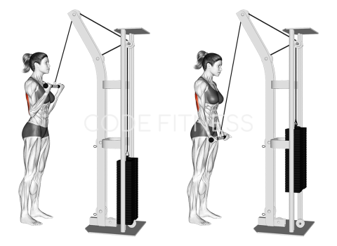 Reverse Grip Push-Down