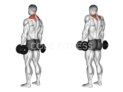 Dumbbell Shrug