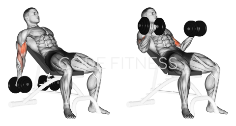 Dumbbell Incline Curl