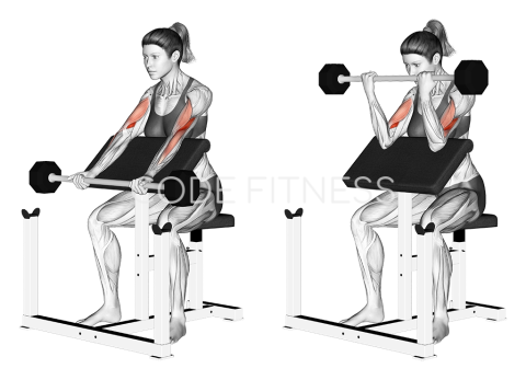 Barbell Preacher Curl