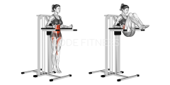 Vertical Leg Raise (on parallel bars)
