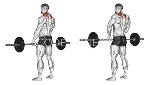 Barbell Shrug