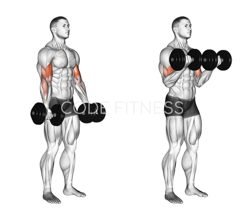 Dumbbell Standing Curl