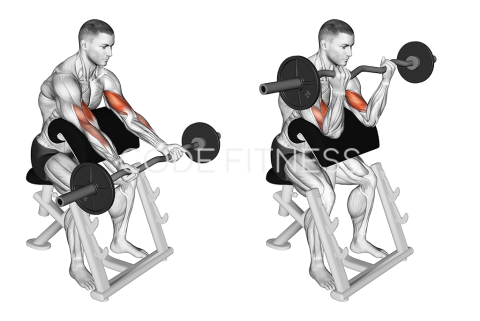 EZ-Bar Preacher Curl