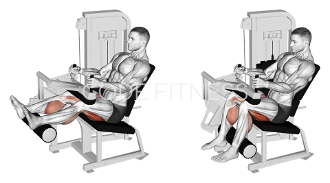 Seated Leg Curl