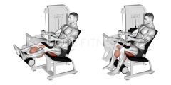 Seated Leg Curl