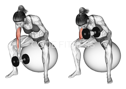 Dumbbell One Arm Concetration Curl (on stability ball)