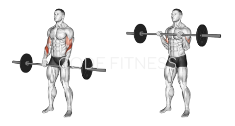 Barbell Reverse Curl