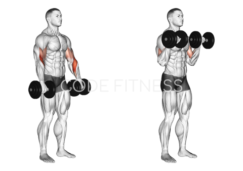 Dumbbell Reverse Curl