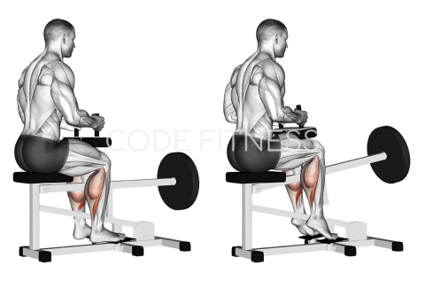 Seated Calf Raise