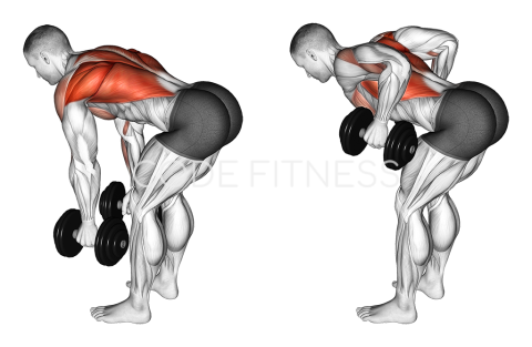 Dumbbell Bent Over Row