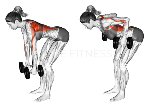 Dumbbell Bent Over Row