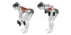 Dumbbell Bent Over Row