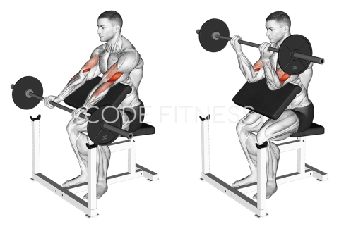 Barbell Preacher Curl