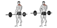 Barbell Shrug