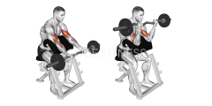EZ-Bar Preacher Curl