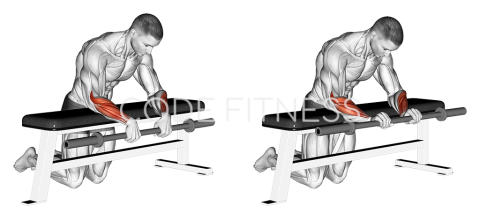 Reverse Wrist Curl