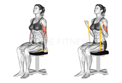 Resistance Band Seated Biceps Curl
